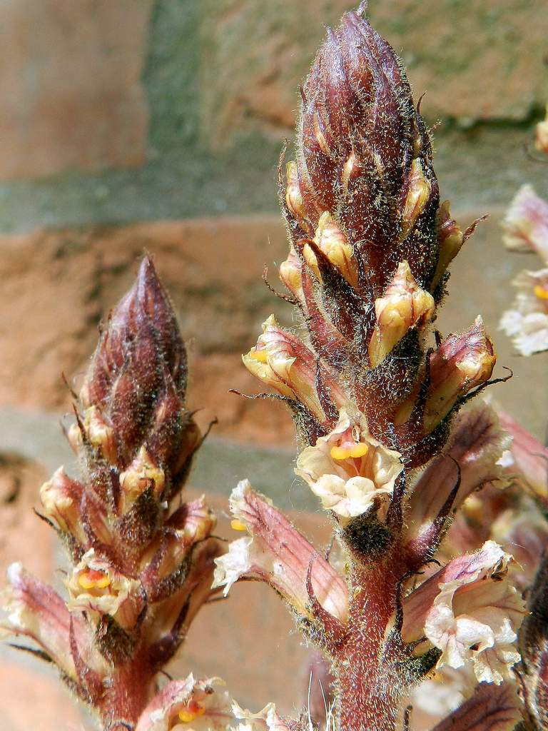 Orobanche  da determinare